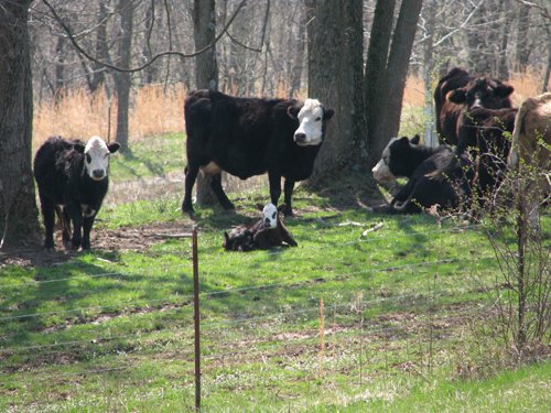 Property photo 3 - 137 Acres in 2 Tracts - 64 Tillable Acres, Potential Building Sites, Hunting